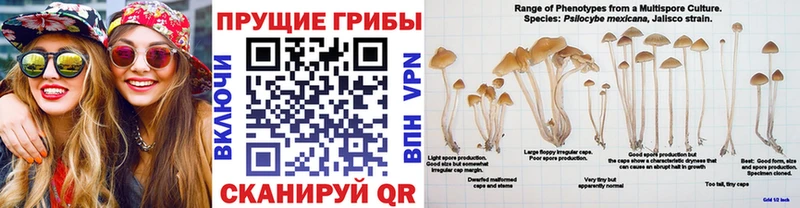 Псилоцибиновые грибы Psilocybine cubensis Верхотурье